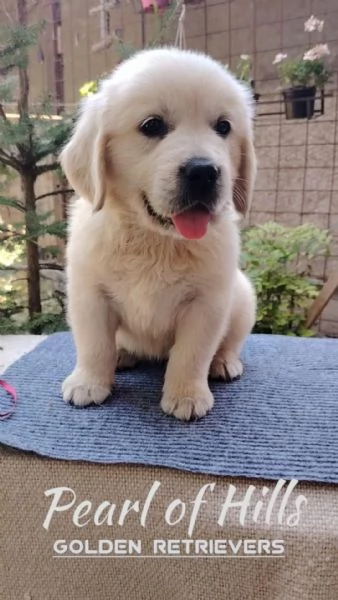 Golden Retriever  Bellissimi cuccioli | Foto 0
