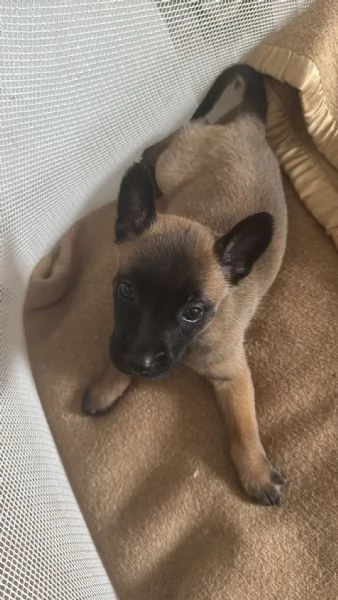 Cuccioli di Pastore Belga Malinois 