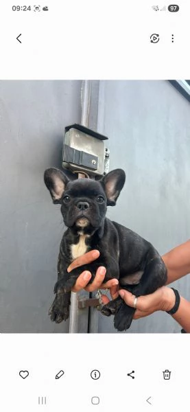 Bulldog francese 