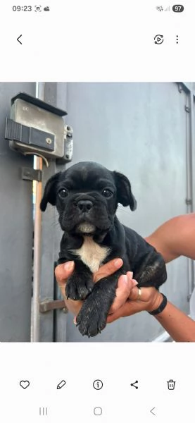 Bulldog francese  | Foto 1