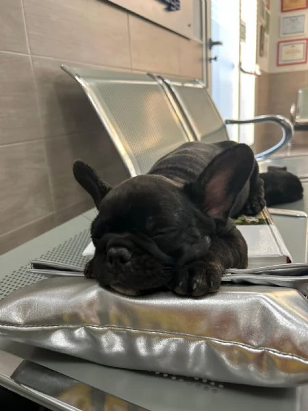 Bulldog francese  | Foto 0