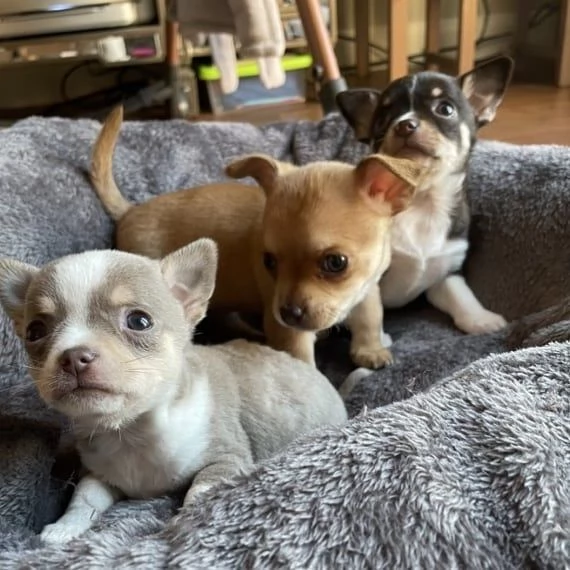 Cuccioli di chihuahua | Foto 0