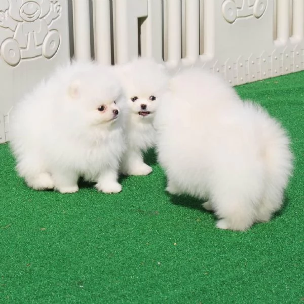 Cuccioli di Pomerania in vendita