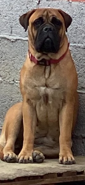 Bullmastiff 