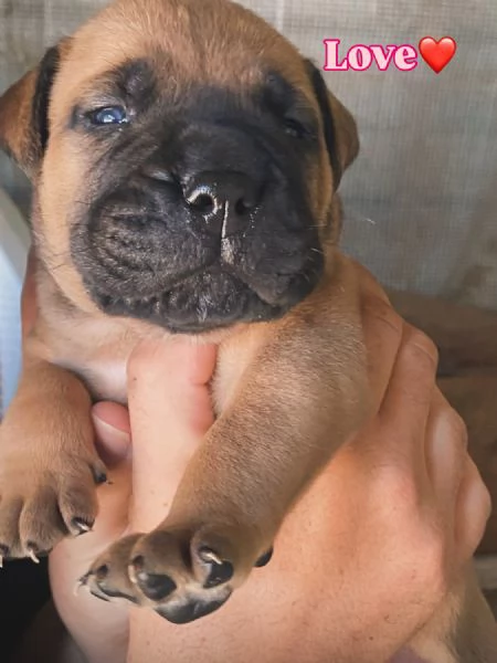 Bullmastiff  | Foto 3