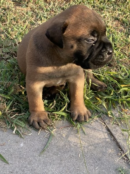 Bullmastiff  | Foto 2