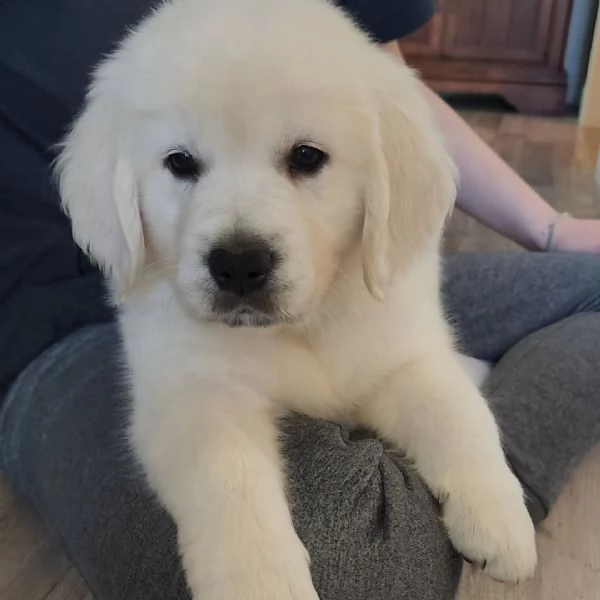 CUCCIOLI DI GOLDEN RETRIEVER