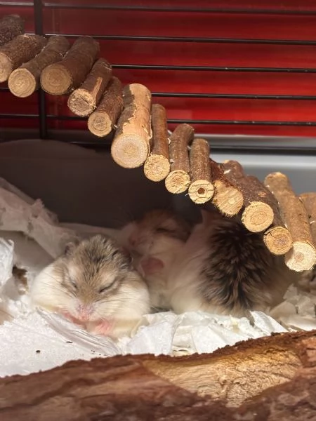 Criceti Roborovsky  adorabili cuccioli disponibili 
