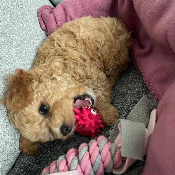 cuccioli di barboncino