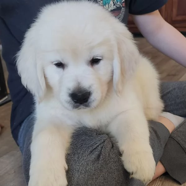 Cuccioli di Golden Retriever 