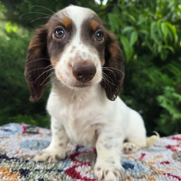 Bassotto cuccioli maschio e femmina | Foto 1