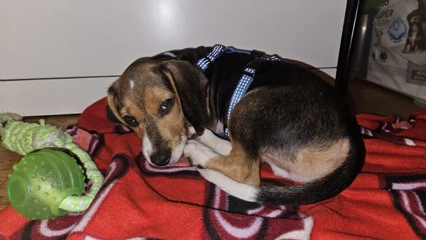 Cucciolo Beagle 