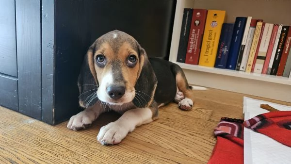 Cucciolo Beagle  | Foto 0