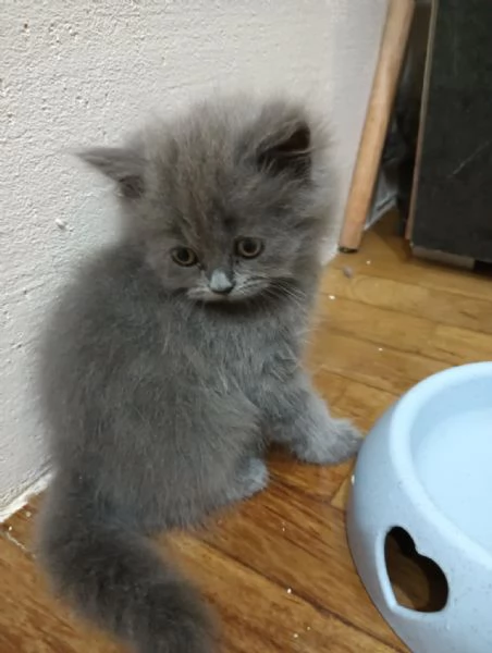 Vendo gattini