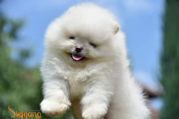 Cuccioli di Spitz Pomerania | Foto 6
