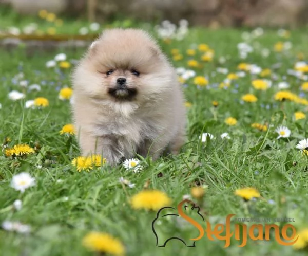 Cuccioli di Spitz Pomerania | Foto 5