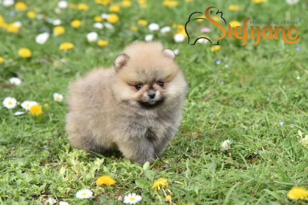 Cuccioli di Spitz Pomerania | Foto 4