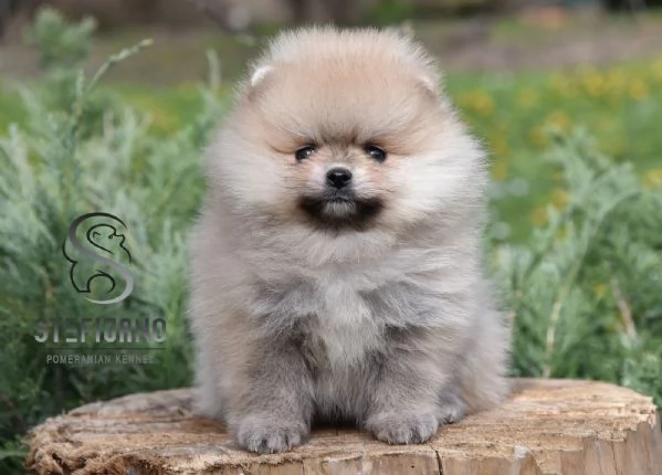 Cuccioli di Spitz Pomerania