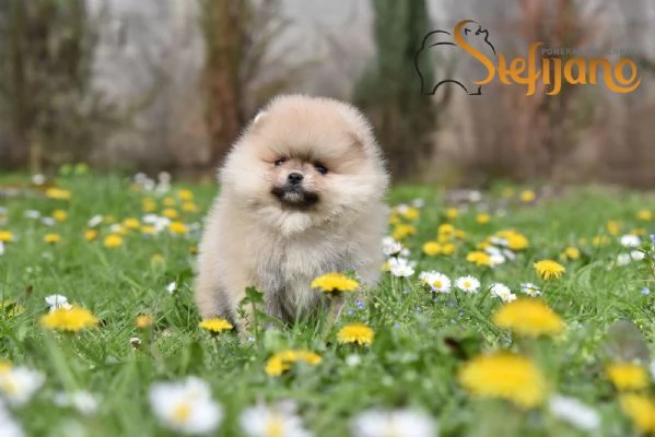 Cuccioli di Spitz Pomerania | Foto 3