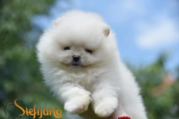 Cuccioli di Spitz Pomerania | Foto 2