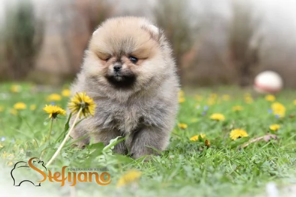 Cuccioli di Spitz Pomerania | Foto 1
