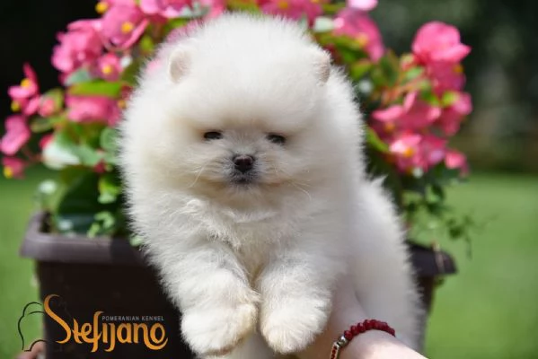 Cuccioli di Spitz Pomerania | Foto 0