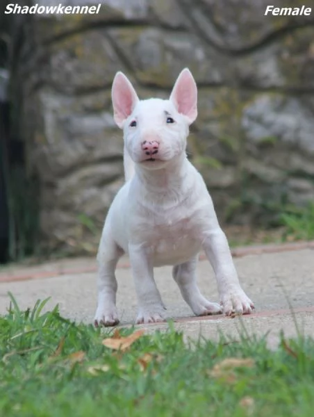 Mini Bull Terrier  Bellissimi Cuccioli | Foto 6