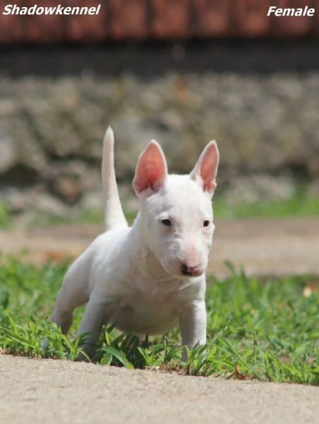 Mini Bull Terrier  Bellissimi Cuccioli | Foto 5