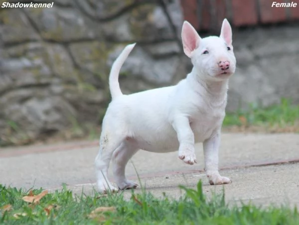 Mini Bull Terrier  Bellissimi Cuccioli | Foto 4