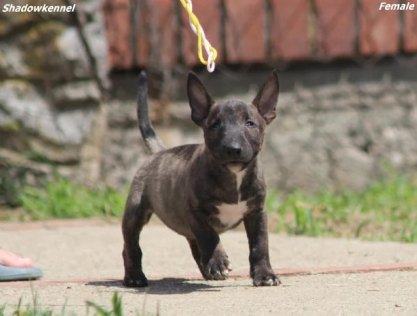 Mini Bull Terrier  Bellissimi Cuccioli | Foto 3