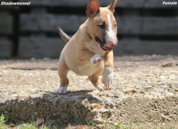 Mini Bull Terrier  Bellissimi Cuccioli | Foto 2