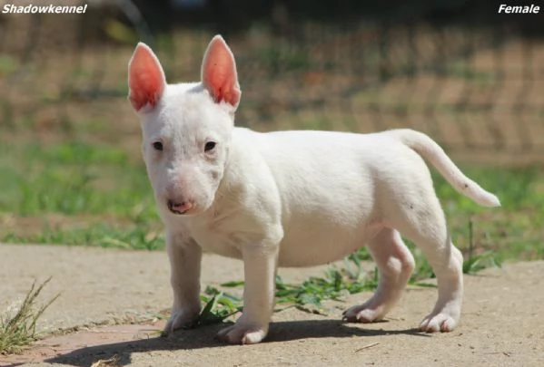 Mini Bull Terrier  Bellissimi Cuccioli | Foto 1