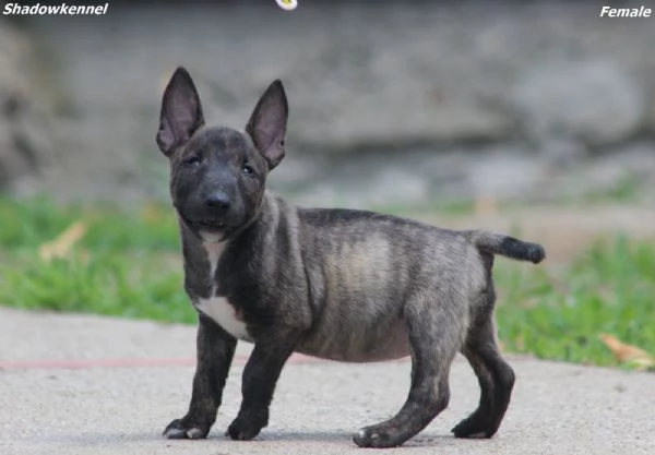 Mini Bull Terrier  Bellissimi Cuccioli | Foto 0