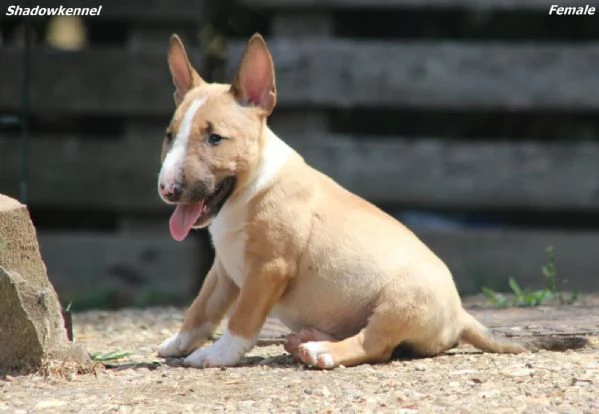 Mini Bull Terrier  Bellissimi Cuccioli