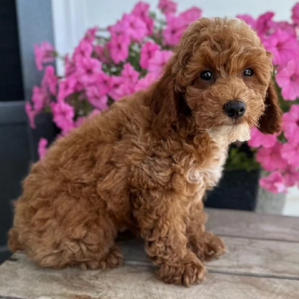   Barboncino pure  cuccioli maschio e femmina