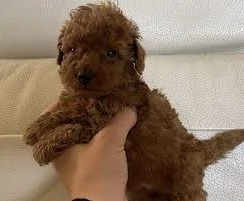  II Barboncino Toy cuccioli maschio e femmina | Foto 0