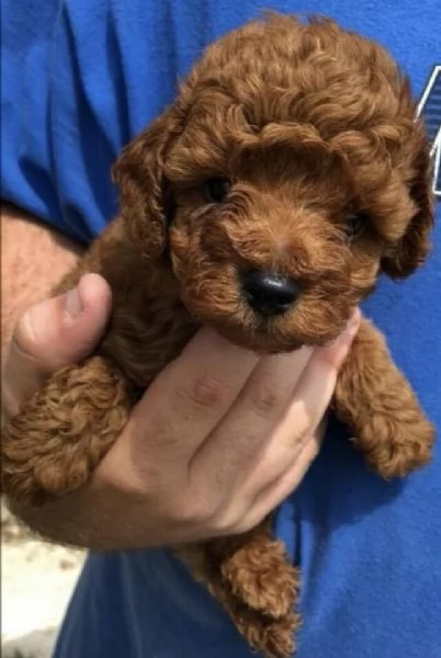  Barboncino Toy cuccioli maschio e femmina