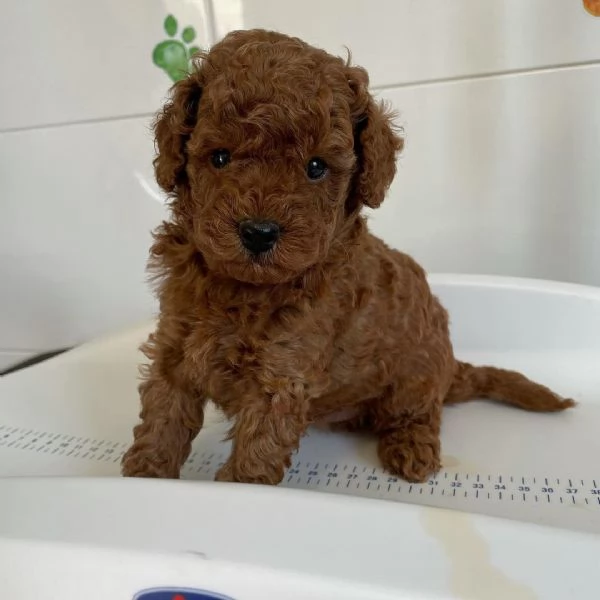  Barboncino Toy cuccioli maschio e femmina