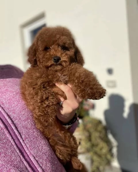  Barboncino Toy cuccioli maschio e femmina