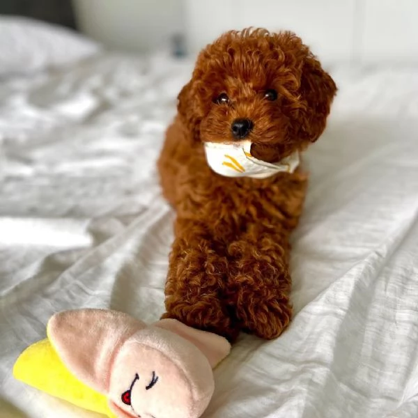  Barboncino Toy cuccioli maschio e femmina
