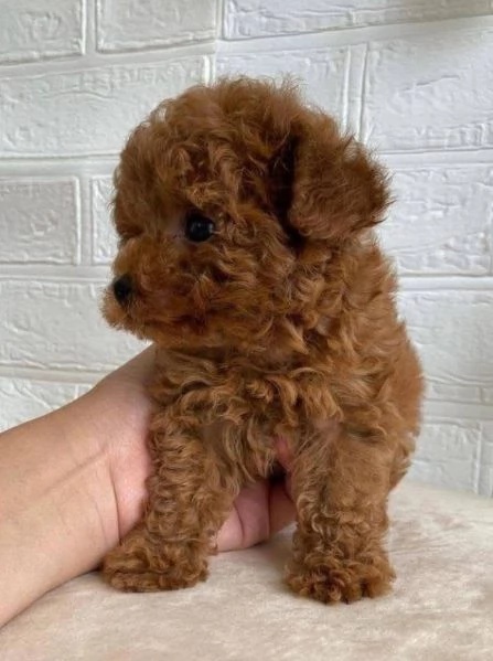  Barboncino Toy cuccioli maschio e femmina | Foto 0