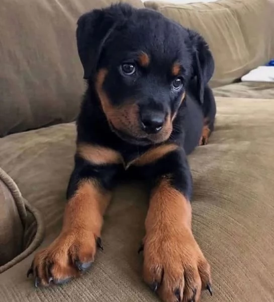 Rottweiler cuccioli maschio e femmina | Foto 1