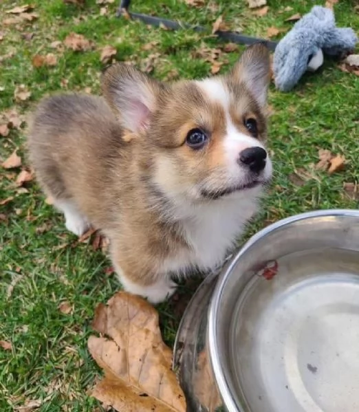 Welsh Corgi cuccioli maschio e femmina | Foto 1