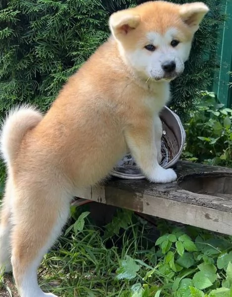 AKITA INU cuccioli maschio e femmina