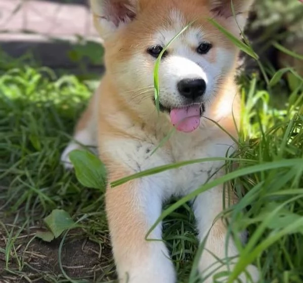 AKITA INU cuccioli maschio e femmina | Foto 0
