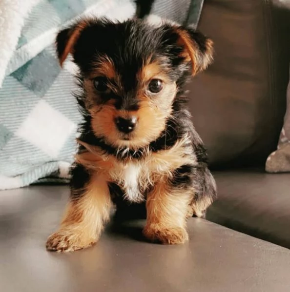 Yorkshire Terrier cuccioli maschio e femmina