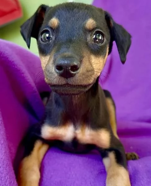  Pinscher Mini cuccioli maschio e femmina | Foto 0