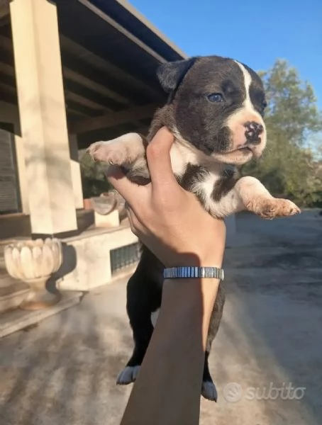 American Staffordshire terrier amstaff