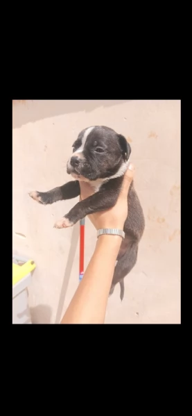 American Staffordshire terrier amstaff | Foto 1