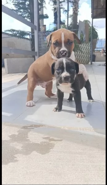 American Staffordshire terrier amstaff | Foto 0